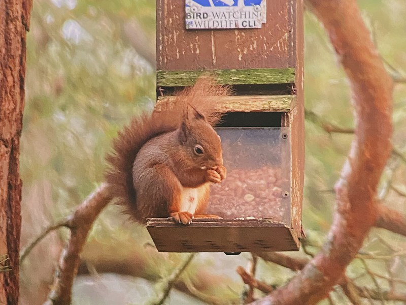 Bee Leask Bumblebambi Red Squirrel